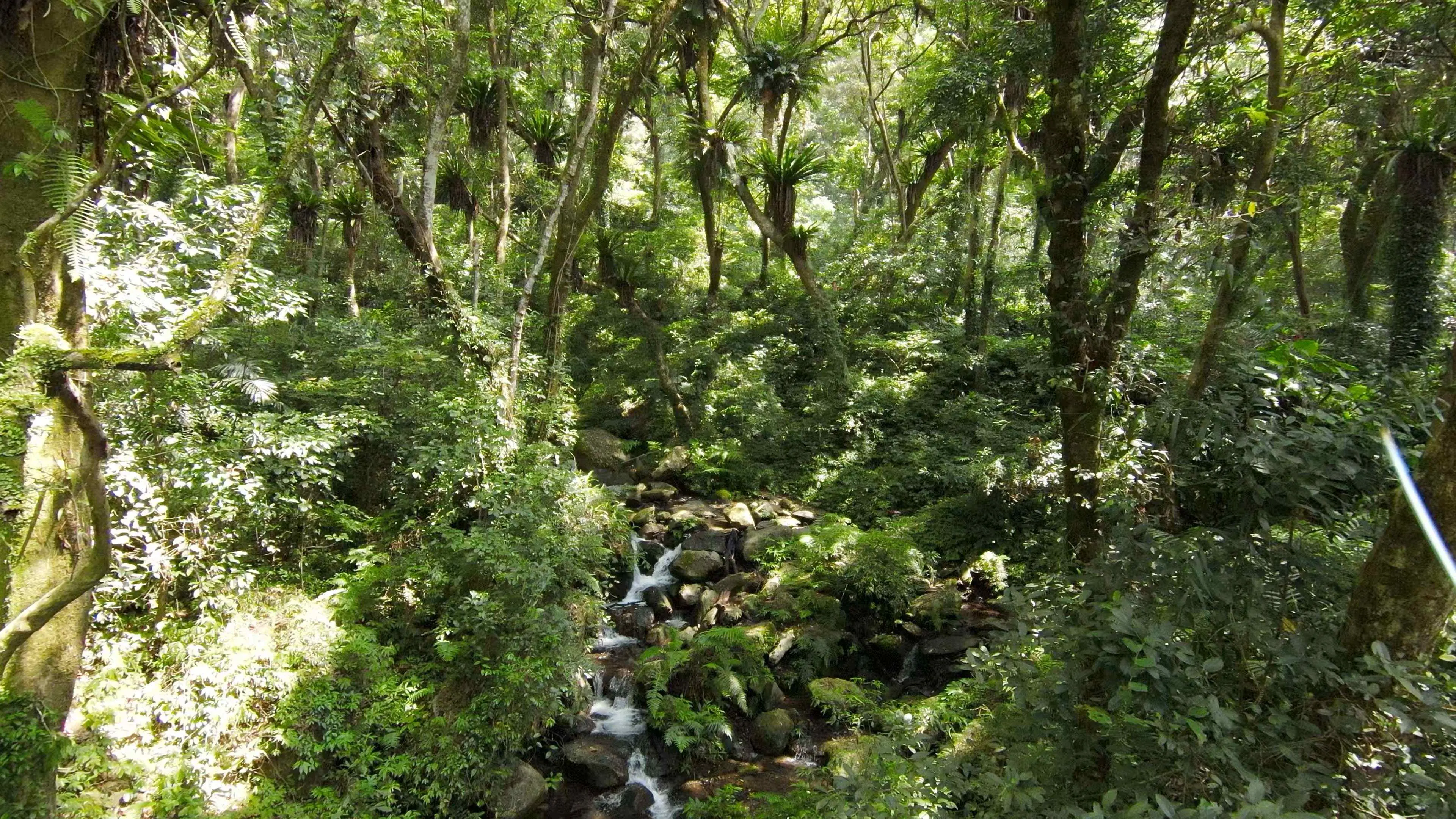 【勞動部勞動力發展署中彰投分署】圖3：山蘇生長在樹枝上狀似鳥巢又稱「鳥巢蕨」
