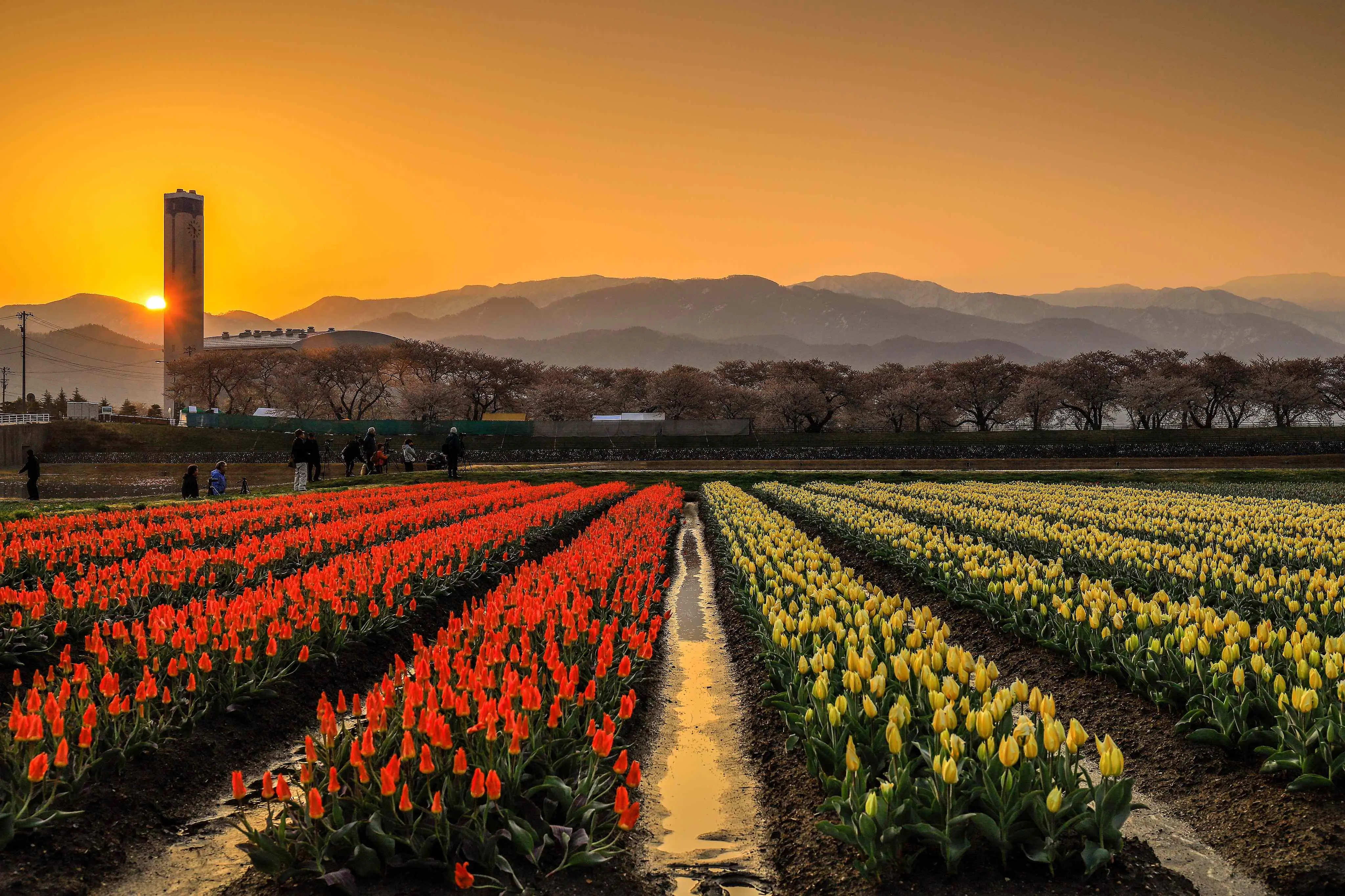 【富山縣朝日町】春日四重奏於日出之景。