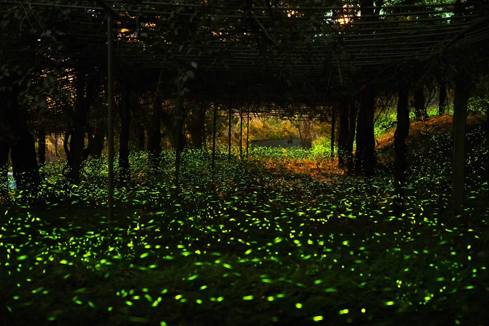 【高雄全國原住民族運動會】05