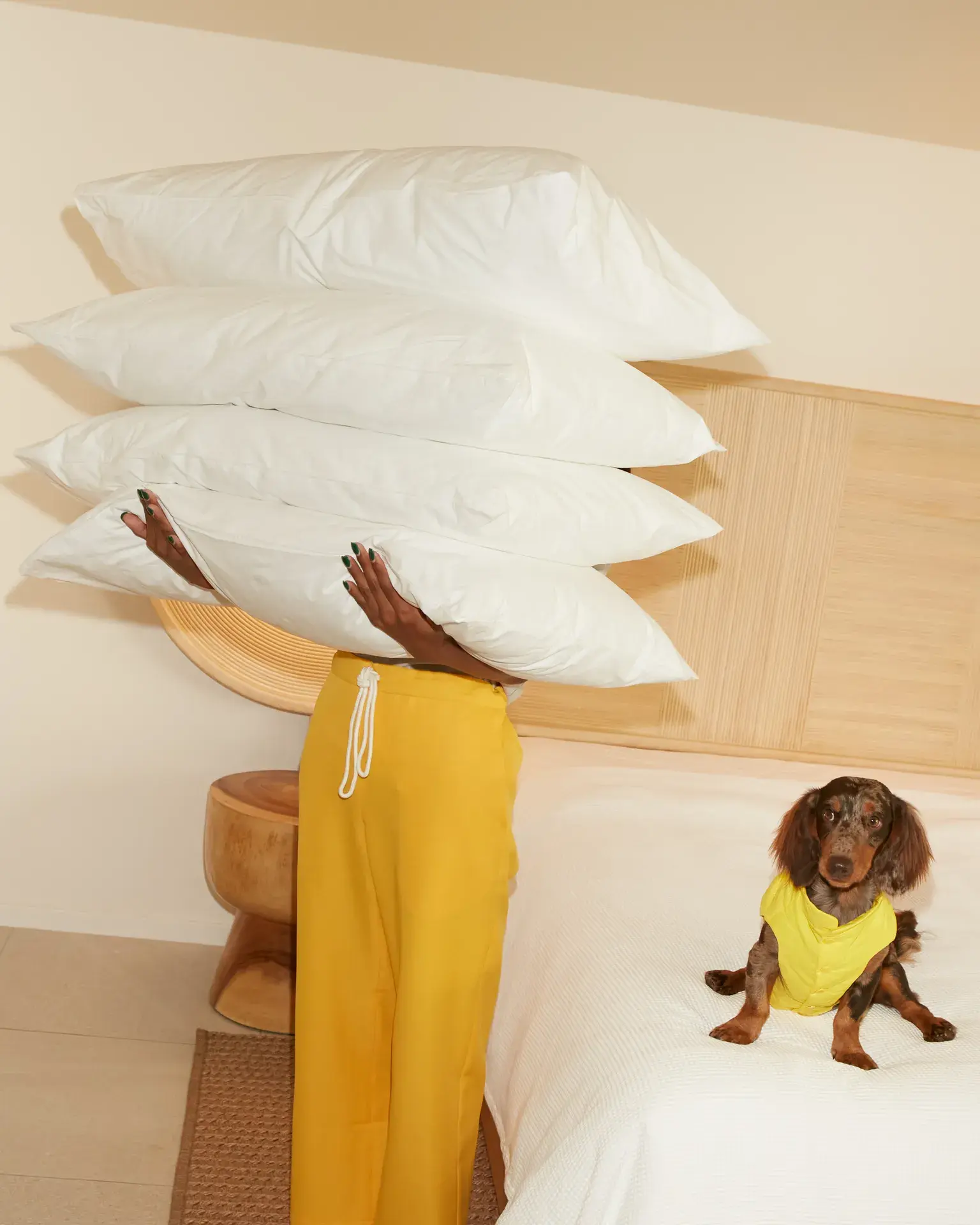 寵物旅遊：泰國最受歡迎寵物友好酒店～華欣the Standard 度假酒店推出「與寵物一起旅行」住房專案