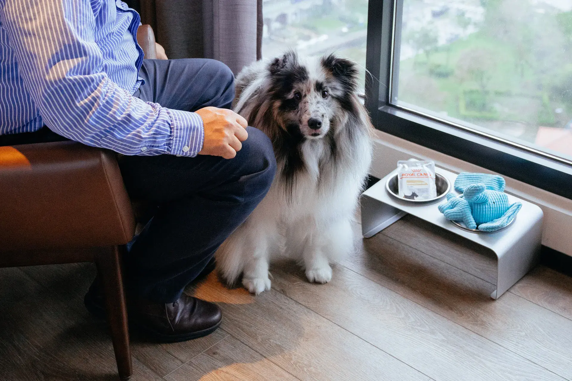 寵物旅遊：法國皇家提供主食濕糧，讓毛孩在外出時，也能獲得適當的水分補充與享受完整均衡的主食。