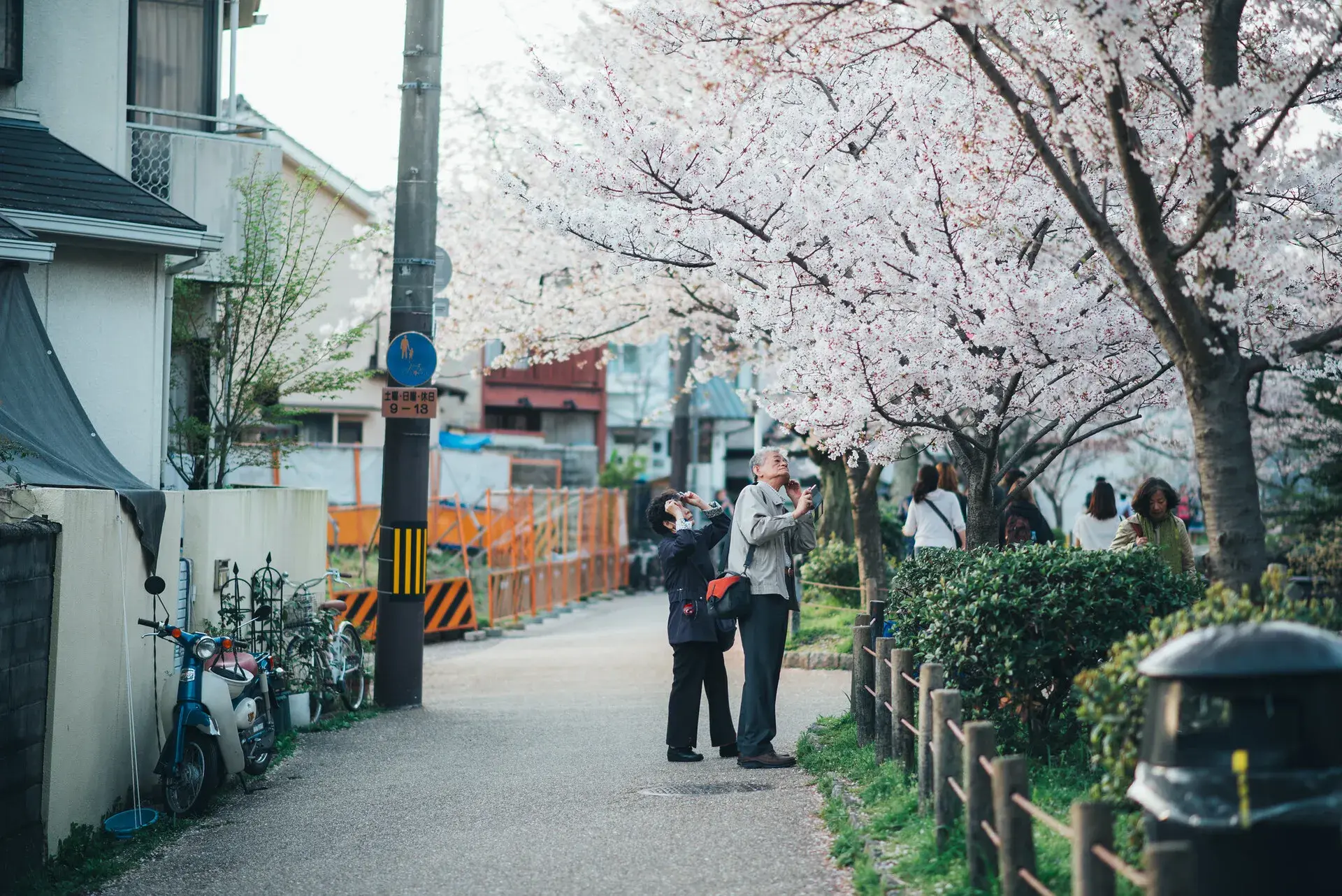2025櫻花季開 賞櫻推薦哲學之道2