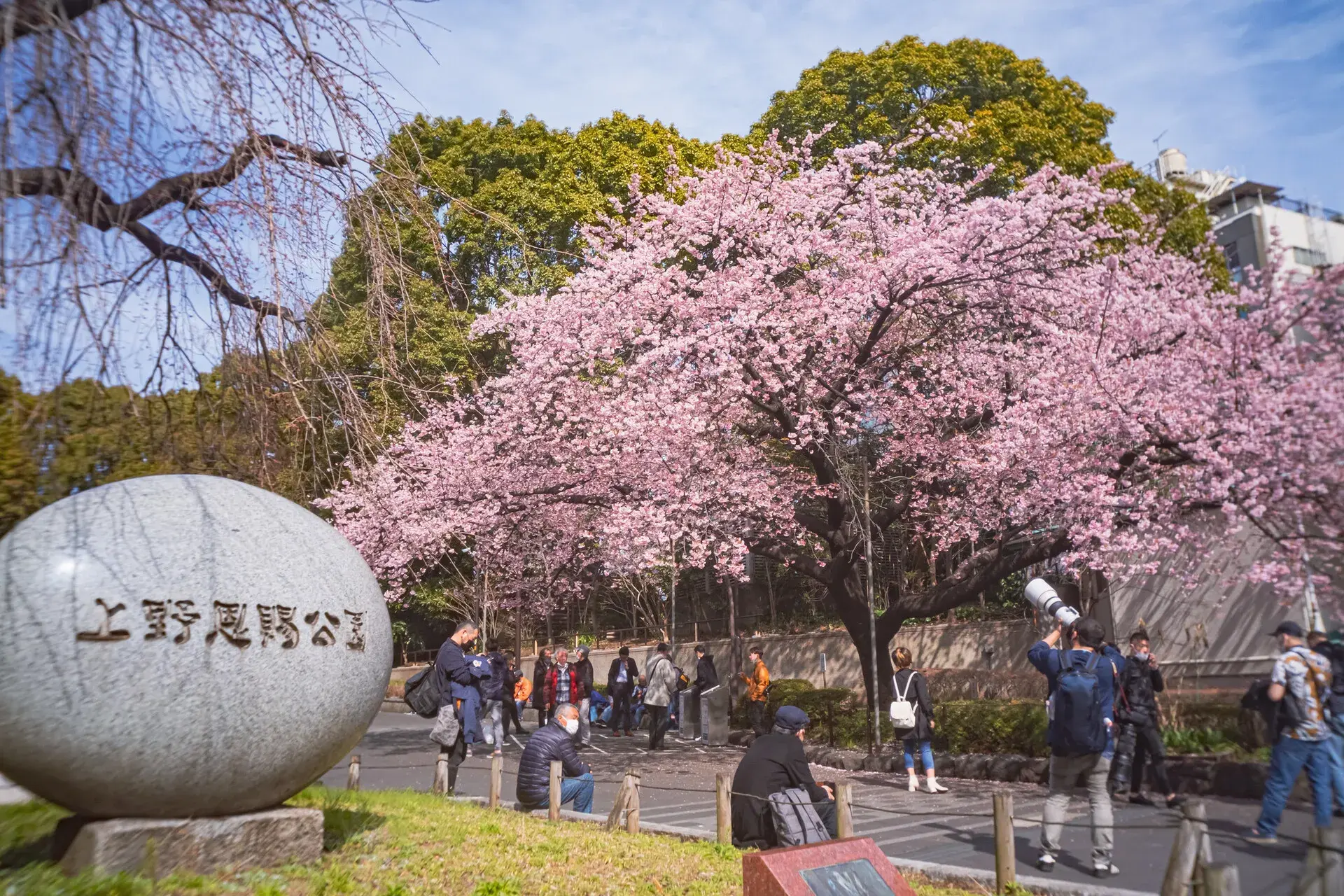 2025櫻花季開 賞櫻推薦東京上野公園