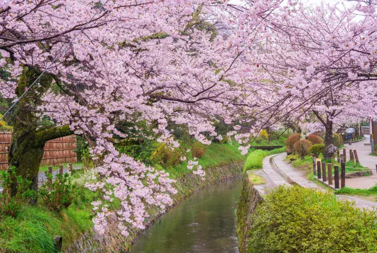 2025櫻花季開 賞櫻推薦哲學之道1