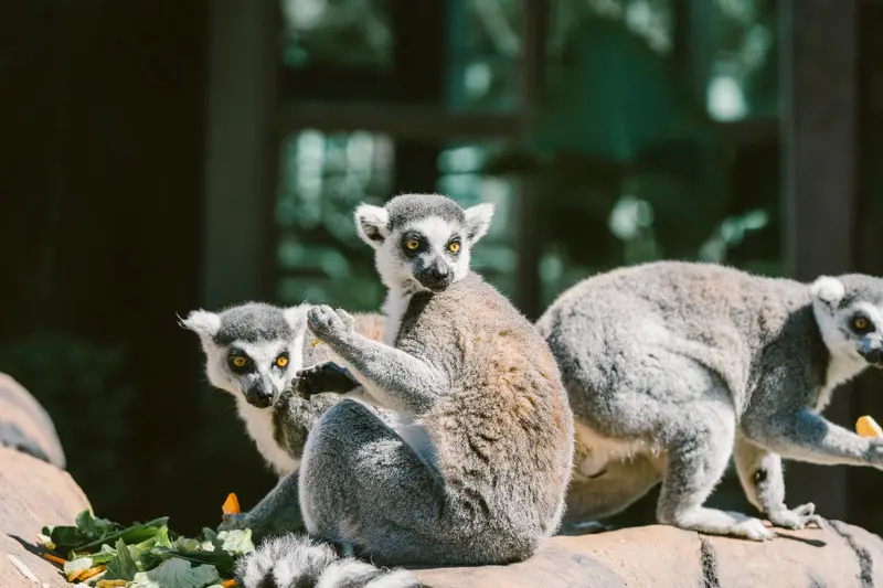 【關西六福莊】環尾狐猴是園區內的超人氣明星動物。 0