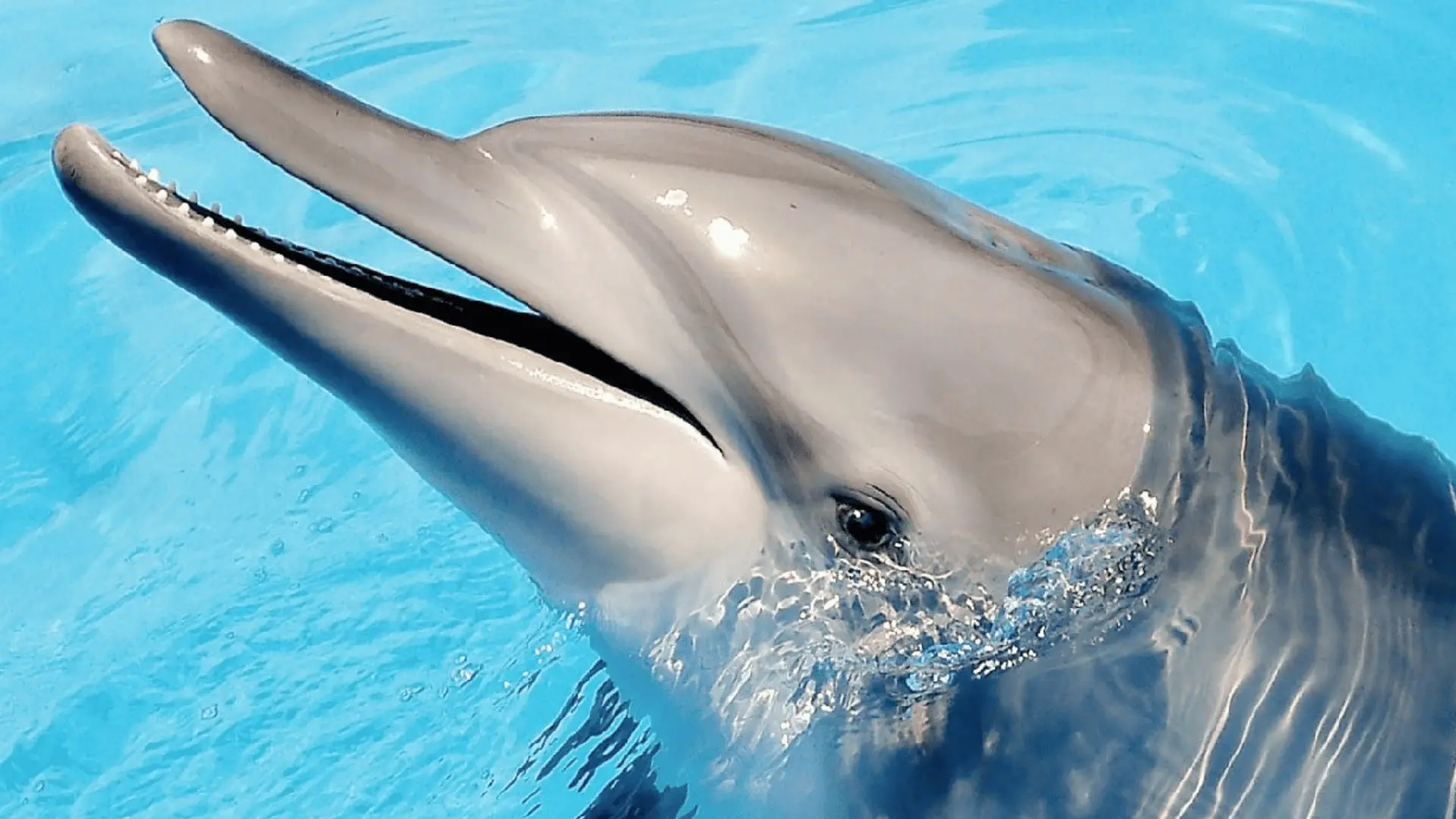 【野柳海洋世界】在海洋精靈教育館，專業飼育員待你認識海洋精靈