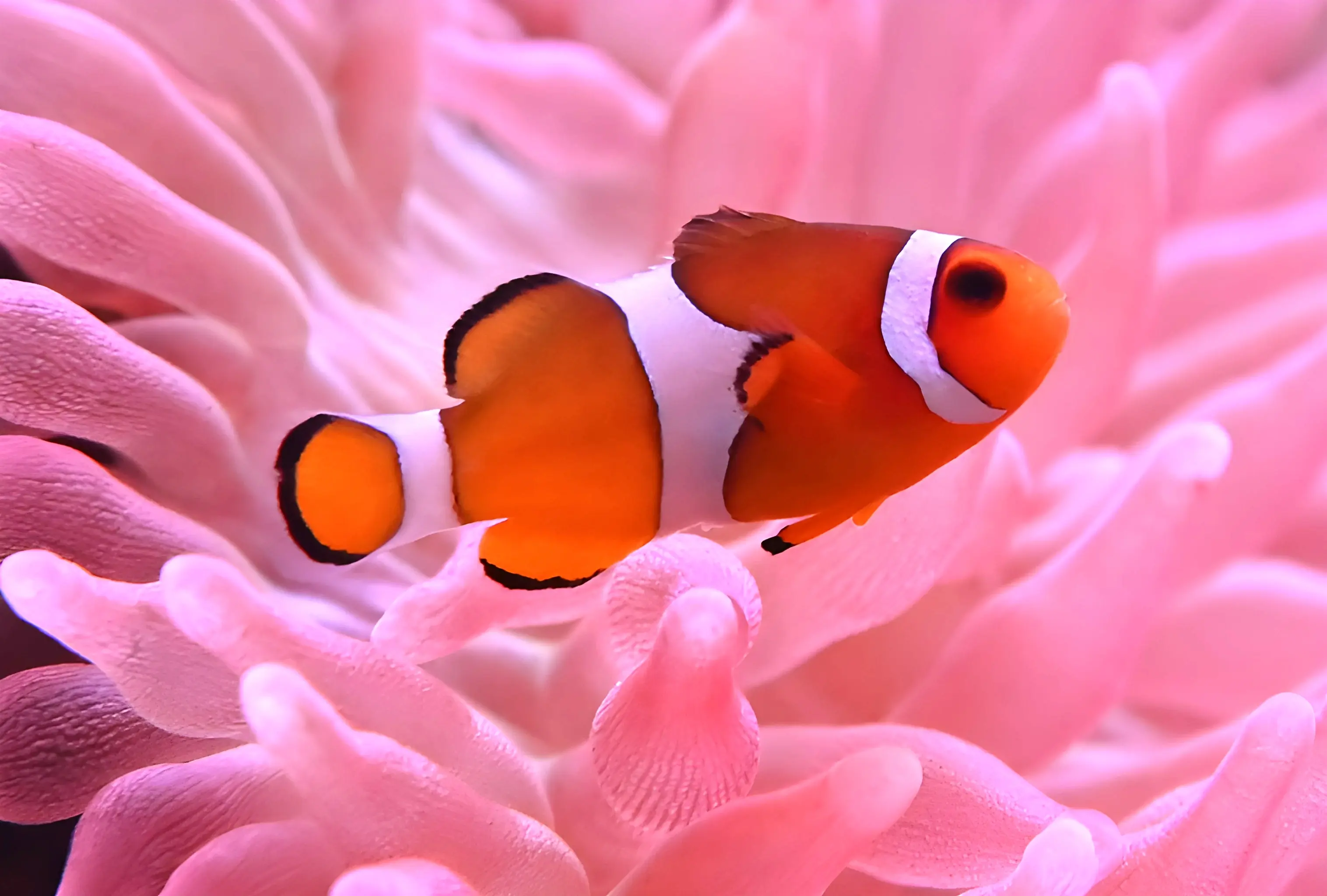 【野柳海洋世界】親子一起走進100公尺的海洋隧道,探索奇妙的海洋奧秘