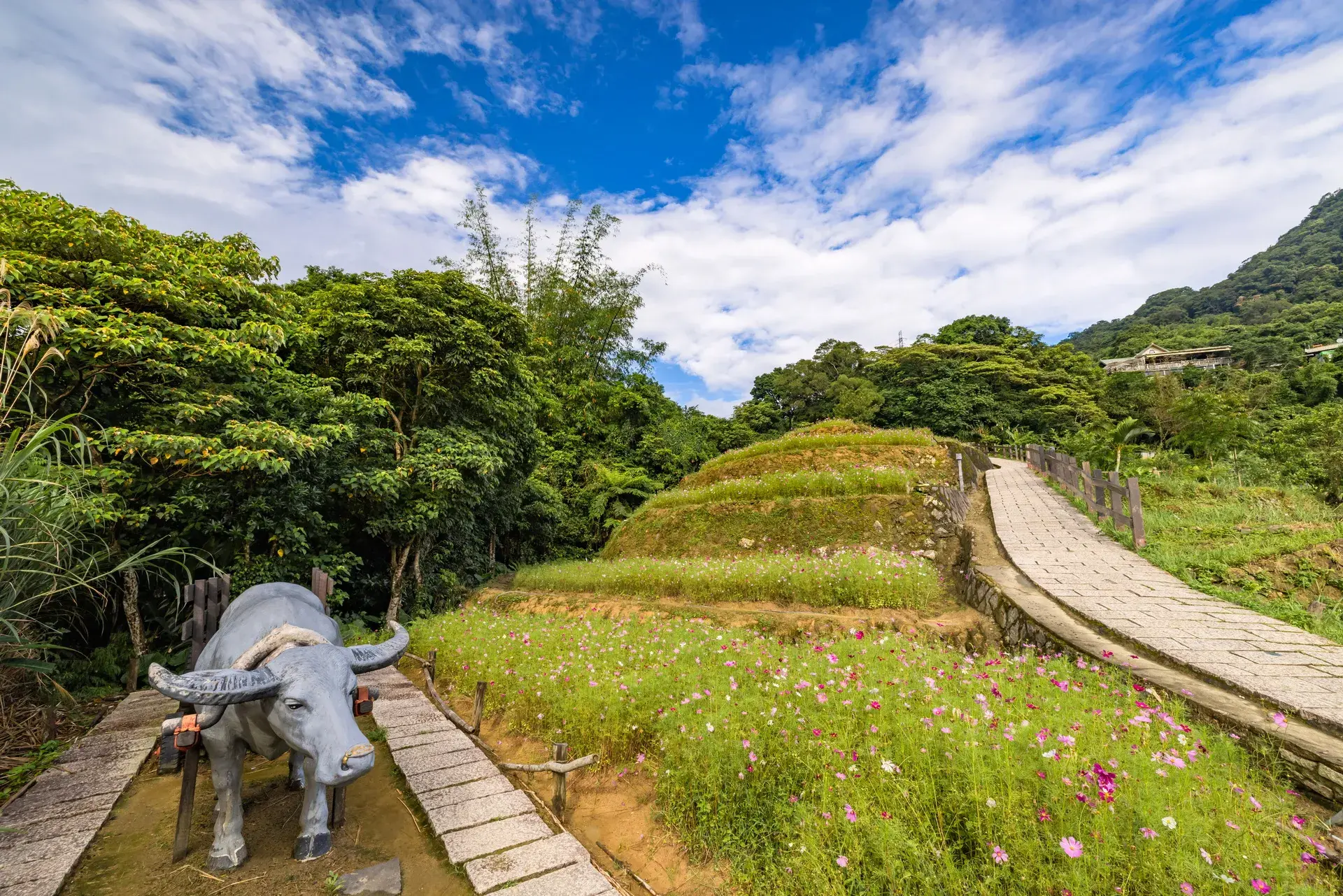 台北山林步道 貓空樟樹步道13