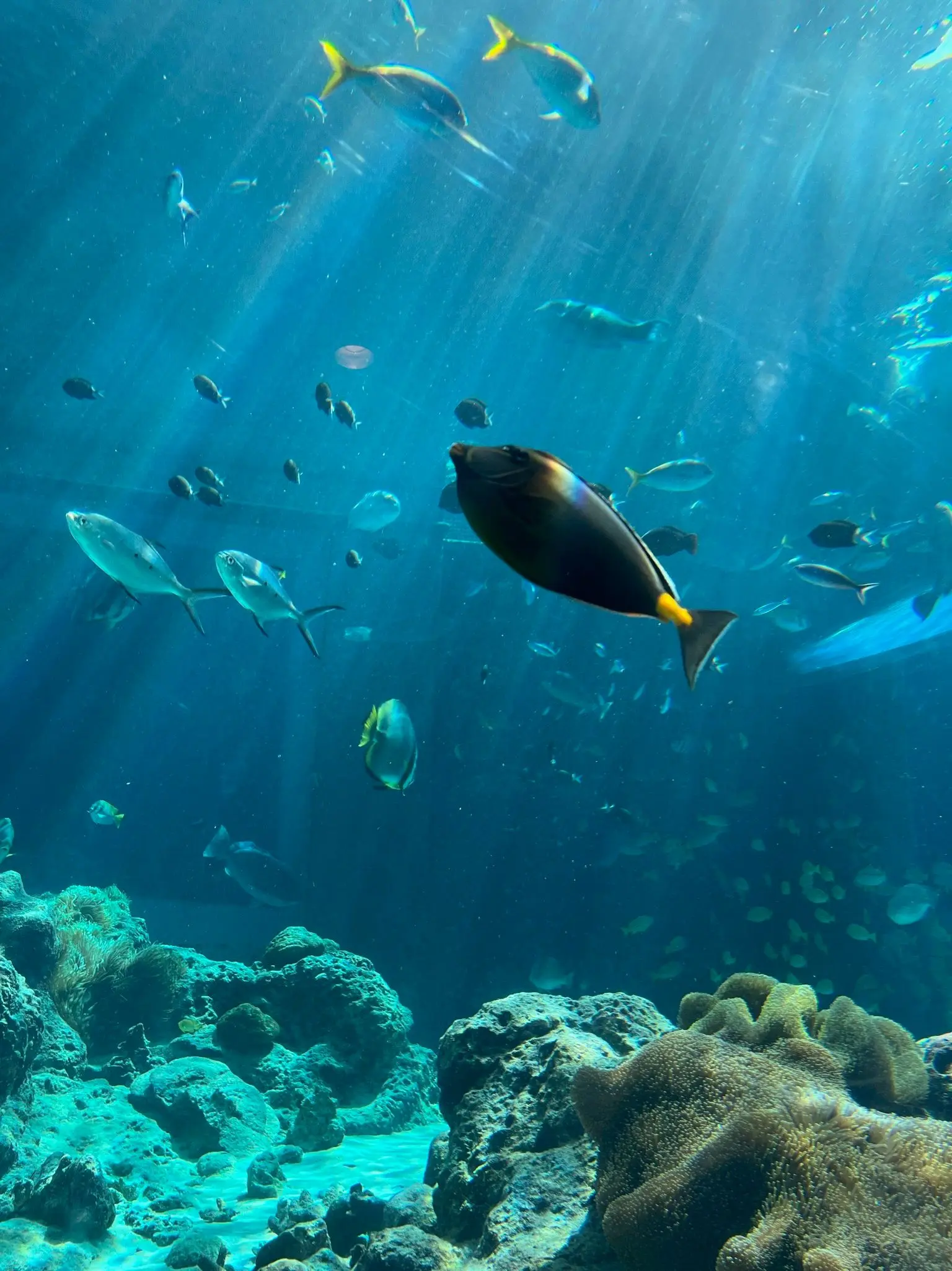 臺灣產物保險text Photo沖繩美麗海水族館。
