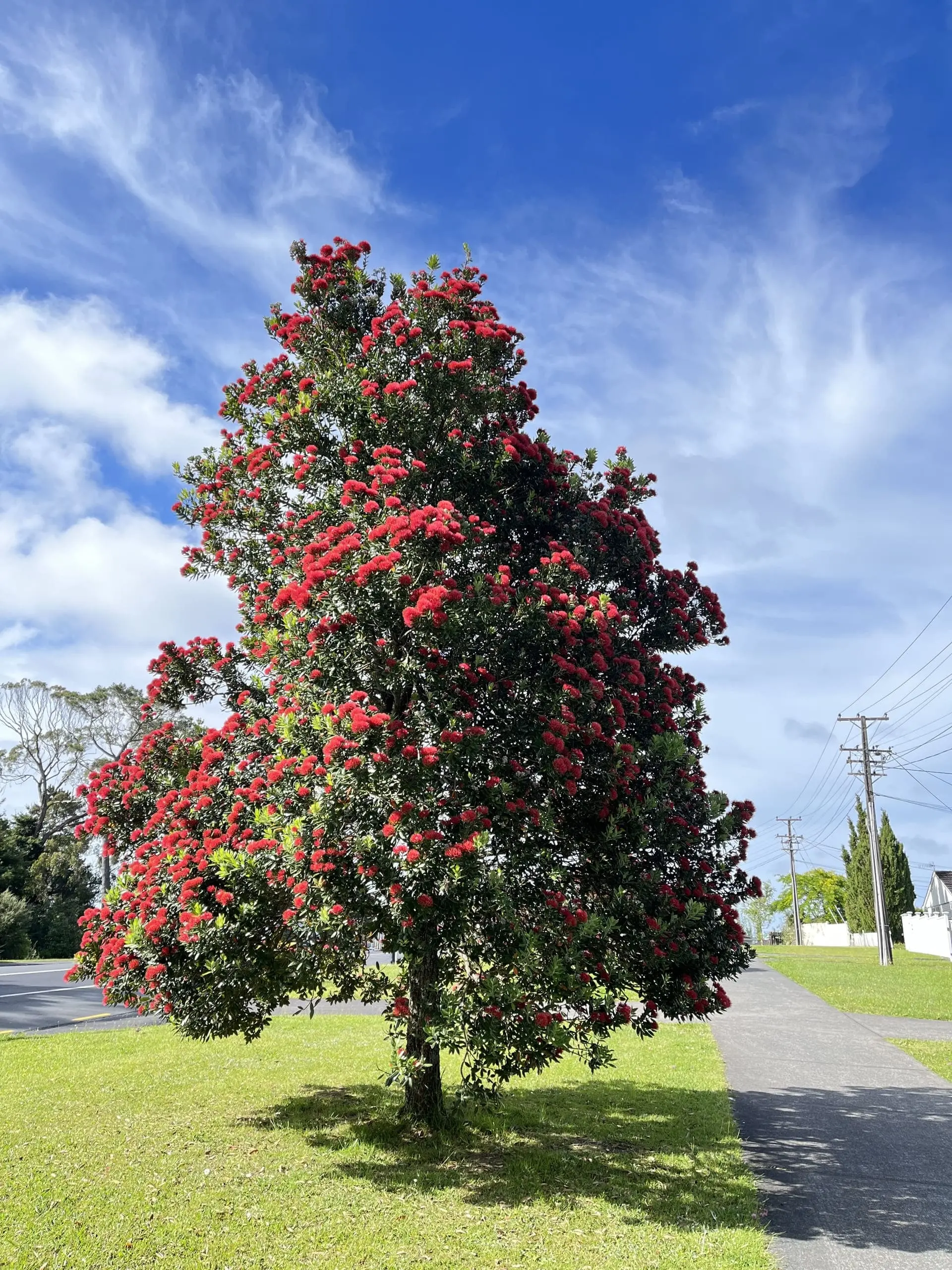 【shutterstock/kwindo Studio】紐西蘭的聖誕樹「pohutukawa」 1