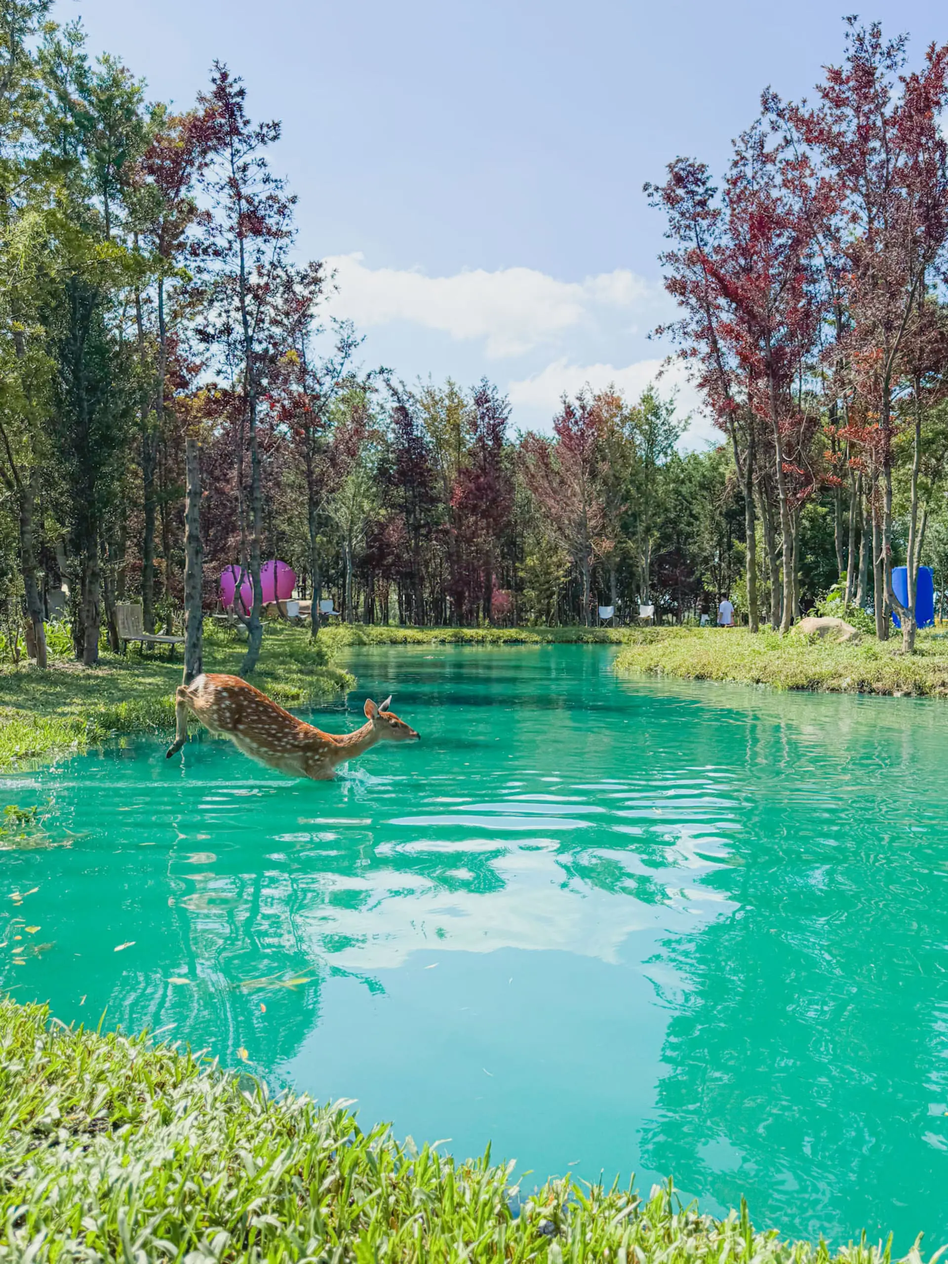 喜鵲方舟fairyland 1