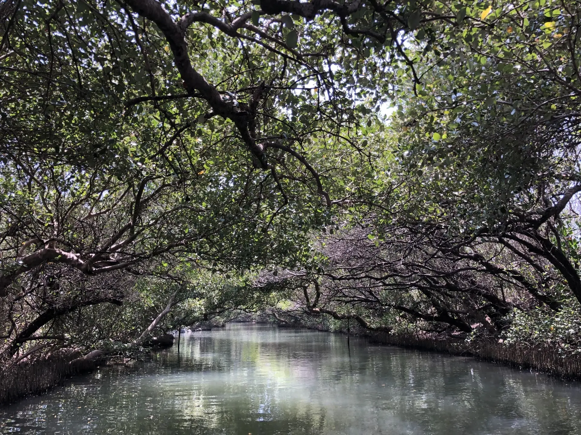 四草綠色隧道 2