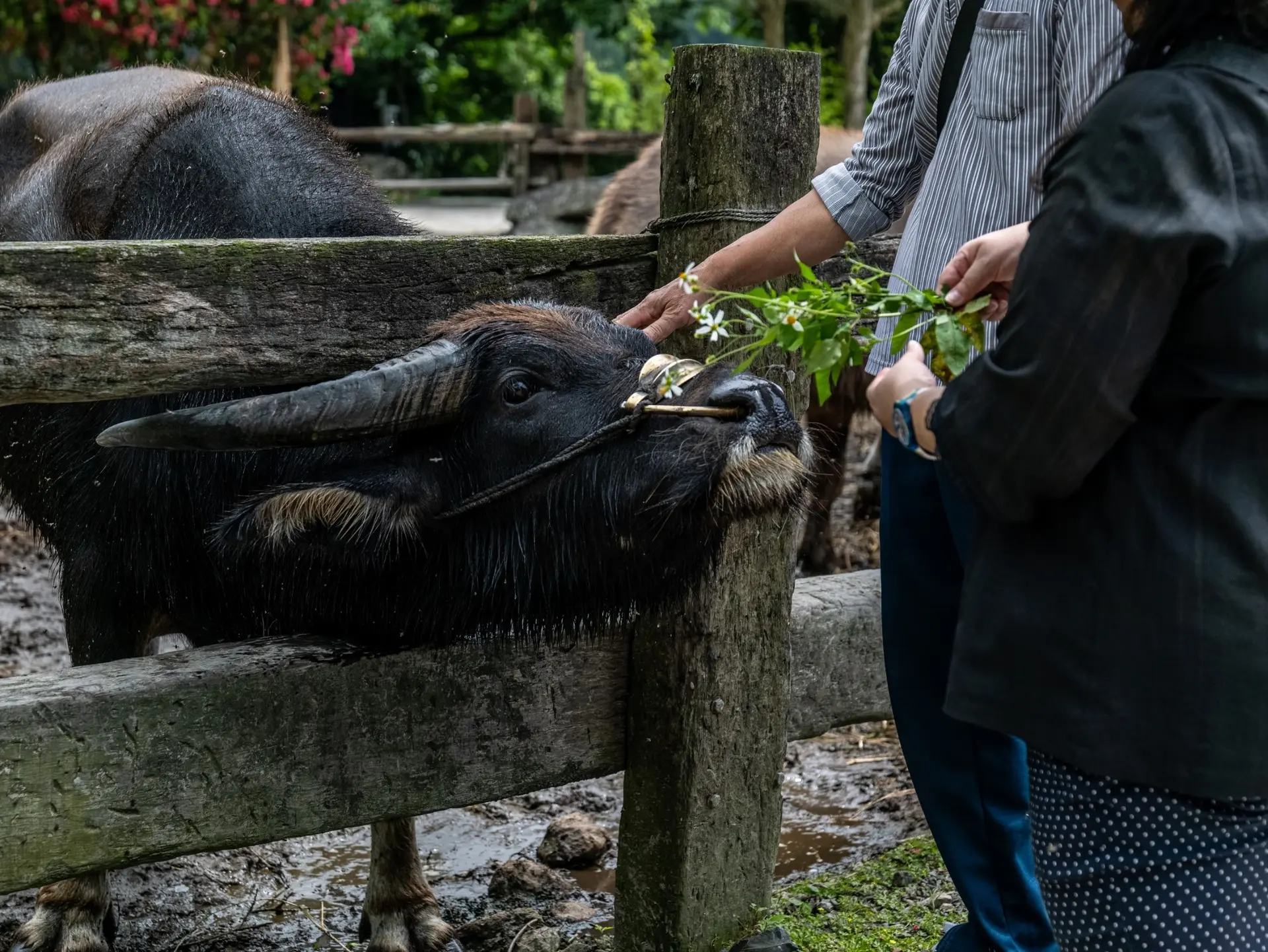 頭城休閒農場 2