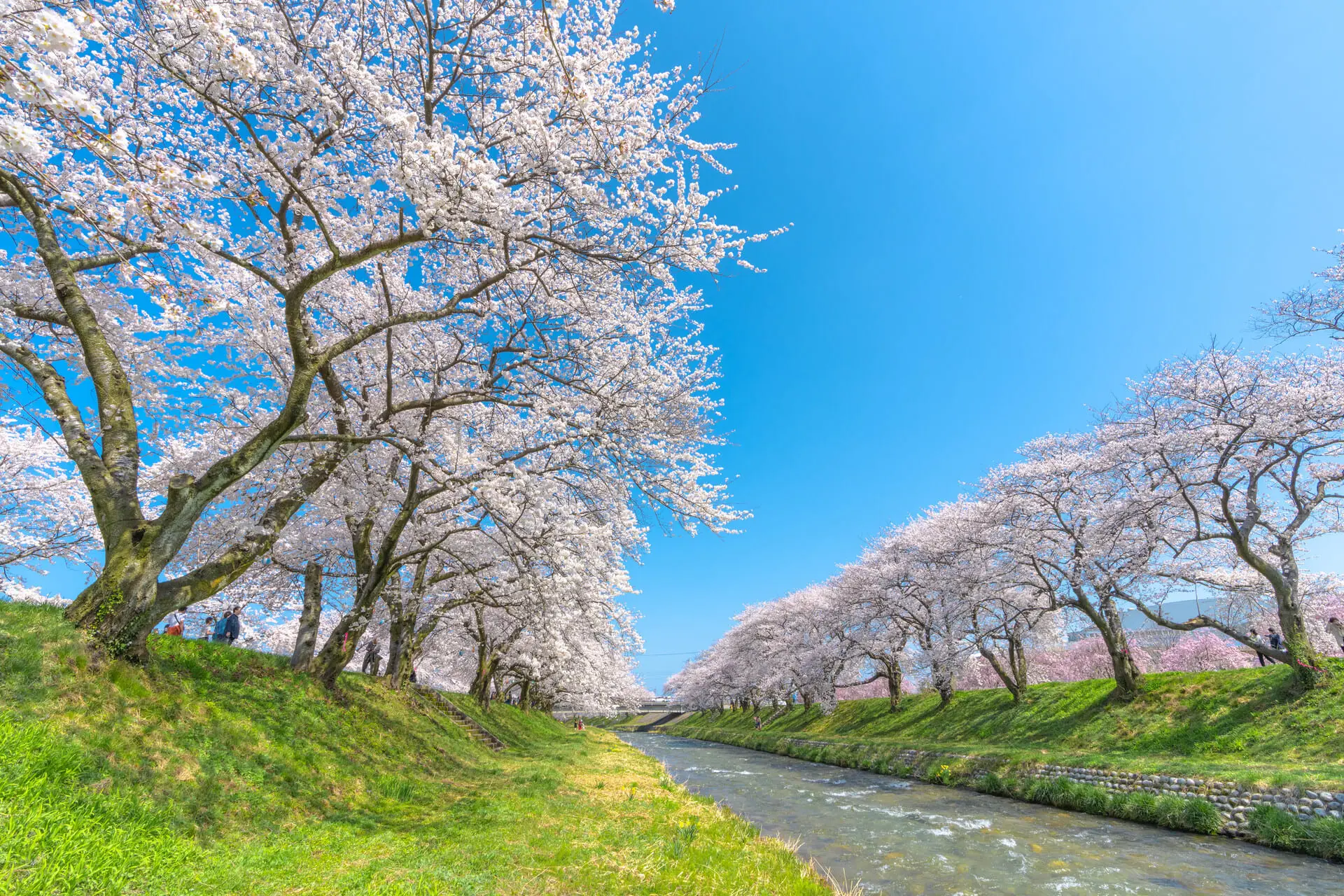 【富山縣】春日四重奏04