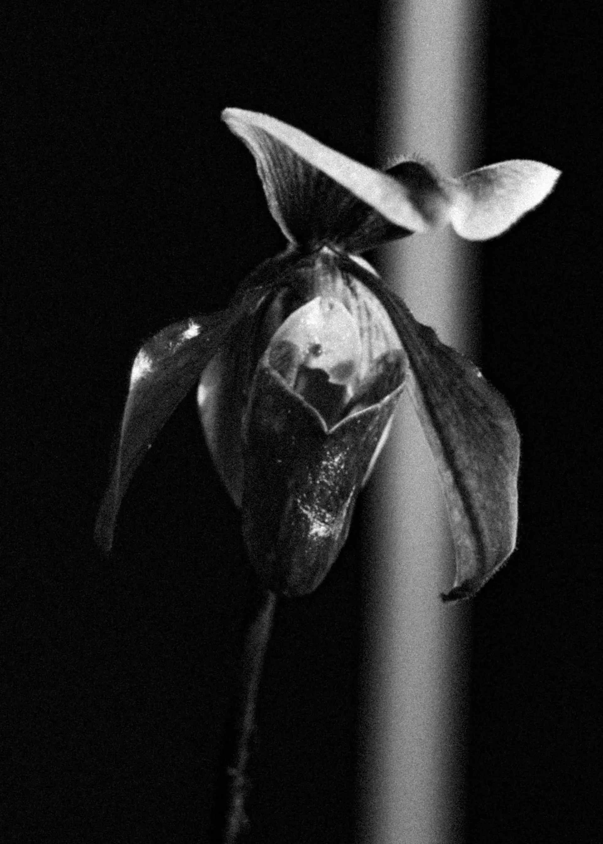 Repetto Kg Neels Castillon