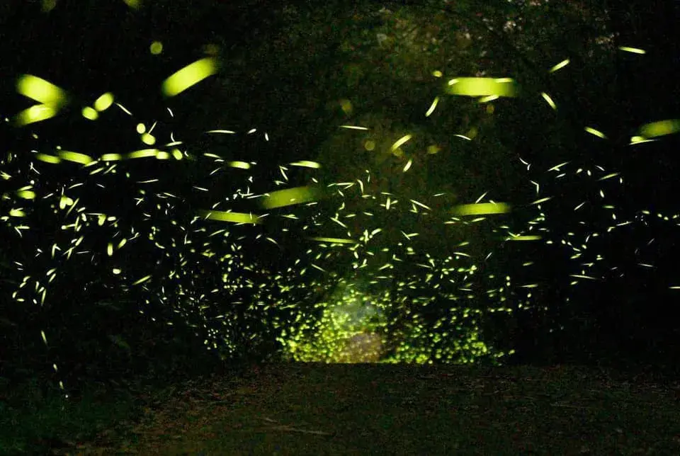 茶山部落 螢火蟲