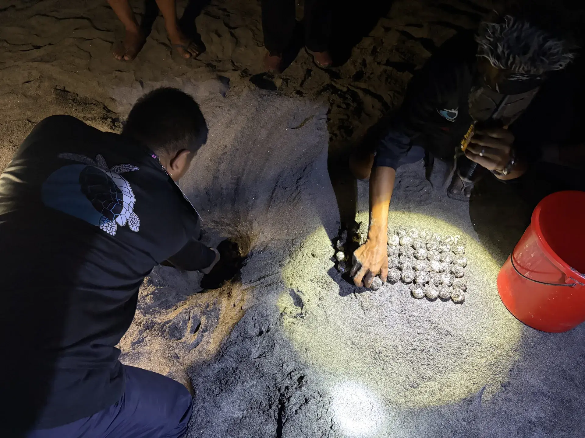1.可樂旅遊號召旅人同化做「海龜守護者」，今年冬天一起護送小海龜回到大海！（圖：可樂旅遊提供）