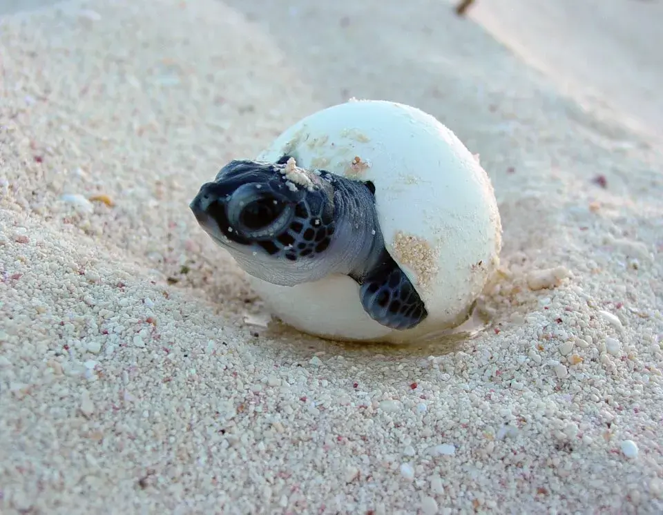 Trisara Turtle 2018 001